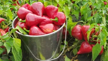 Ростиме як на дріжджах: які овочі-сусіди значно покращать врожай перцю