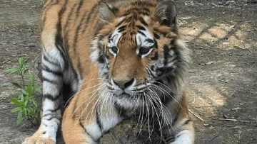 Тигриця потерпає від холоду на Київщині: відомо, що трапилося з твариною