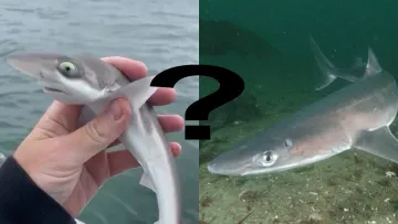 «Зловив акулу в Дніпрі»: фейк, нейромережа чи сенсація – що насправді на фото