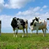 Масове зникнення корів в Україні: як зміняться ціни на молоко та сир у супермаркетах найближчим часом