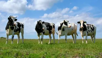 Масове зникнення корів в Україні: як зміняться ціни на молоко та сир у супермаркетах найближчим часом
