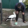 Лелека 15 років живе в родині на Чернігівщині: що полюбляє птах і скільки коштує його утримання