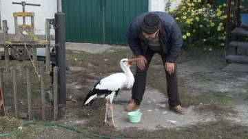 Лелека 15 років живе в родині на Чернігівщині: що полюбляє птах і скільки коштує його утримання