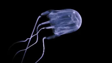 Невідомий вид морських істот: біля берегів Західної Австралії зафіксували масову появу медуз-коробок