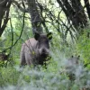 На окупанта напав дикий кабан у трубі під Куп’янськом: крик рашиста варто почути – відео моменту