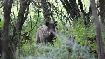 На окупанта напав дикий кабан у трубі під Куп’янськом: крик рашиста варто почути – відео моменту