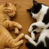 Чому коти частіше сплять на лівому боці: вчені виявили приховану перевагу хвостатих