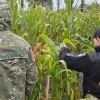 Збирали кукурудзу і загубили трирічного сина: на Чернігівщині 300 людей добу шукали хлопчика – де він опинився