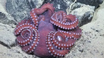 Кракен дійсно існував: вчені знайшли докази існування доісторичних восьминогів довжиною 19 метрів