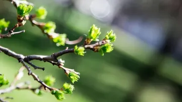 Яка погода завтра, 27 березня: синоптикиня Діденко прогнозує останній теплий день перед похолоданням