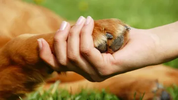 Собаки важливіші за дітей і коханих: несподівані результати масштабного опитування вразили вчених