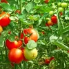 Будете збирати кошиками: який час поливу помідорів обрати для більшої врожайності