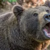 Ведмідь зламав кафе в Каліфорнії, щоб поласувати полуничним морозивом: фото моменту підірвало мережу