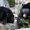 Бері та Боб прокинулись: уссурійські ведмеді київського зоопарку вийшли після зимової сплячки