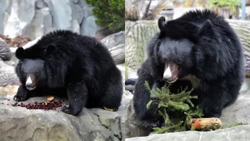 Бері та Боб прокинулись: уссурійські ведмеді київського зоопарку вийшли після зимової сплячки
