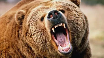 У Галицькому національному природному парку розлютувався ведмідь: тварина розтрощила одну з будівель – фото