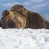 Гірськолижний курорт в Італії тероризує ведмідь-гурман: що так подобається клишоногому, що він йде до людей
