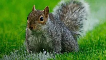 В Англії зубатий «хуліган» ледь не зірвав матч: мова не про представника якогось з ультрас-угрупувань – відео