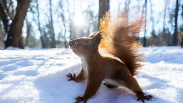 Яка погода завтра, 11 лютого: пік сильних морозів минув – до України суне суттєве потепління