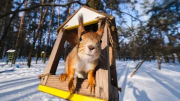 Яка погода завтра, 28 січня: в Україну суне потепління – очікується відлига та дощі з мокрим снігом