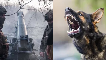 У собак на прифронтових територіях України виявили ефект «зворотньої еволюції»: шокуюче дослідження вчених