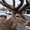Автомобіль збив відомого оленя Бориса на Рівненщині: тварина перебуває у вкрай тяжкому стані