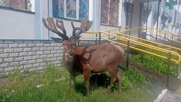 У поліції з'ясували, хто збив відомого оленя Бориса: нові деталі ДТП та стану тварини