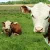 У світі тільки 4 країни, де корів більше, ніж людей: спробуйте їх відгадати й здогадатися, чи є там Україна