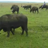 Життя продовжується: в Одеській області на безлюдний острів випустили стадо буйволів – відео
