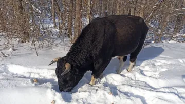 У Чорнобилі не пережив зиму Трамп: як почувається решта поголів'я диких биків Зони відчуження