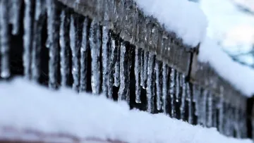 У Тернополі дівчина веде відеощоденник про життя бурульки та не дає її збити комунальникам: містяни невдоволені