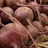 В Україні продовжує дорожчати популярний інгредієнт борщу: за тиждень ціни зросли на 10%