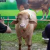 «Дональд Трамп» врятувався від страти в Бангладеш: все завдяки зачісці та розголосу в соцмережах