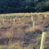 В Італії створили величезний банк оливкового матеріалу: для чого в країні цим займаються