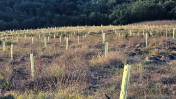 В Італії створили величезний банк оливкового матеріалу: для чого в країні цим займаються