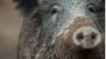 У  Берліні поліція зупинила роботу ТРЦ через зухвалого шопоголіка: хто влаштував переполох – фото бешкетника