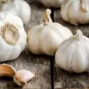 Лише у квітні: чим саме потрібно підживити часник, щоб головки виросли розміром із кулак
