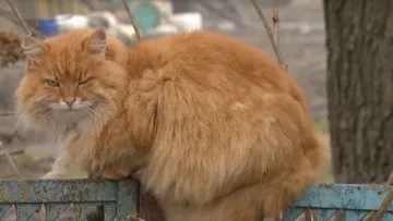 В Україну суне потужне похолодання: північний циклон Рапунцель принесе дощі та навіть сніг