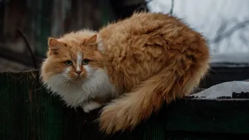 Яка погода завтра, 6 квітня: до України йде похолодання – в західних, північних і центральних областях дощитиме