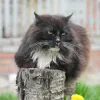 У Дніпрі жінка вдарила пенсіонерку по спині цеглиною через кота: як покарали хуліганку та чи вижила бабуся