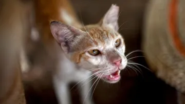 Зоозахисники в Дубаї б'ють на сполох: власники масово кидають собак та котів напризволяще під час евакуації