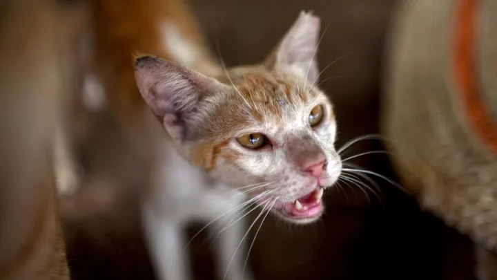 Зоозахисники в Дубаї б'ють на сполох: власники масово кидають собак та котів напризволяще під час евакуації