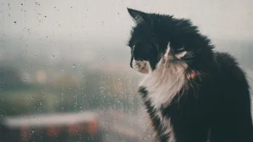 Яка погода завтра, 9 квітня: майже на всій території України буде прохолодно й дощитиме, місцями – мокрий сніг