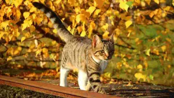 Яка погода завтра, 20 вересня: передостанні вихідні вересня в Україні нагадуватимуть літній сезон