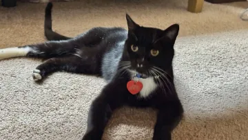 Його вже оплакували, але він живий: кіт із США з’явився через 5 місяців після зникнення в горах