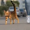 «Жертвоприношення котів, яке їй можуть наказати зробити»: зоозахисники у Львові вилучили тварин у дивної жінки