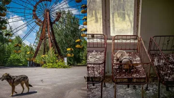 40 років тиші: як виглядає Чорнобильська зона відчуження через чотири десятиліття після катастрофи