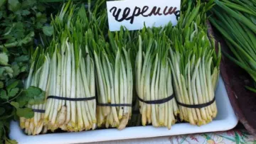 Замість вітамінів – на той світ: у Львові лікар переплутав рослини та помер від отруєння – що з'їв медик