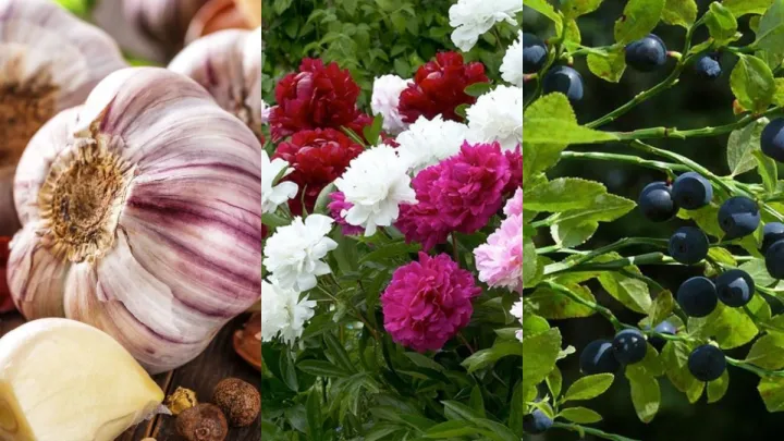 Марна трата часу: 10 рослин, які експерти категорично не радять намагатися вирощувати з насіння