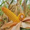Втрата до 20% посіву кукурудзи і не тільки: як на врожай може вплинути посуха від Ель-Ніньйо